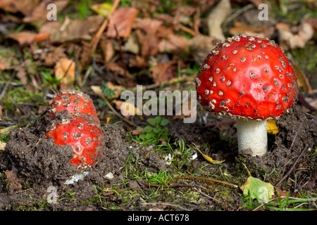 Fliegenpilz Amanita Muscaria nur brechen Oberfläche der Lodge sandigen bedfordshirte Stockfoto
