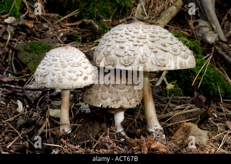 Drei Shaggy Sonnenschirm Macrotepiota Rachodes Zusammenwachsen im Blatt Wurf der Lodge sandigen bedfordshire Stockfoto