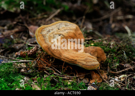 Künstler s Halterung Ganoderma Applanatum wächst auf Stumpf der Lodge sandigen bedfordshire Stockfoto