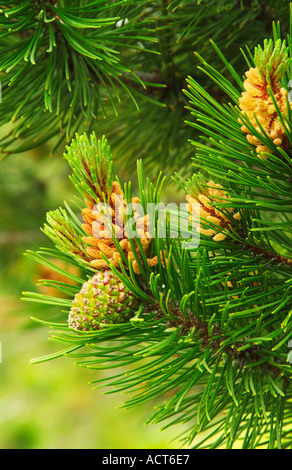 Unreife Zapfen angehende auf Bäumen in Entwicklungsphase in die Frühjahrssaison. Stockfoto