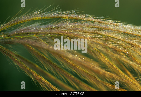 Nahaufnahme der Samen Kopf Veld Gräser Chloris sp mit Tautropfen in den Samen Sabi Sand Game Reserve Südafrika erwischt Stockfoto