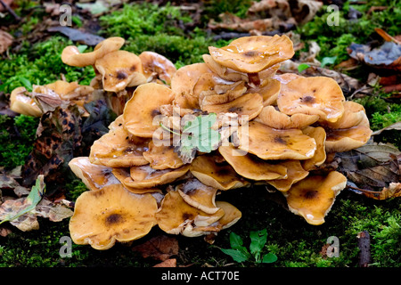 Der Honig Pilz Armillaria Mellea wächst über alte Stumpf der Lodge sandigen bedfordshire Stockfoto