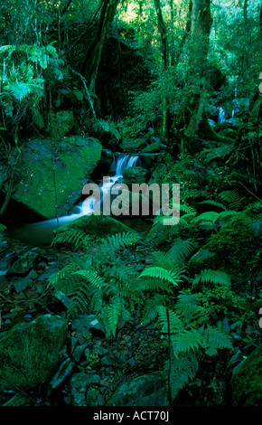 Ein Gebirgsbach fließt durch einen unberührten riverine Wald in der Nähe von Lydenburg Mpumalanga in Südafrika Stockfoto