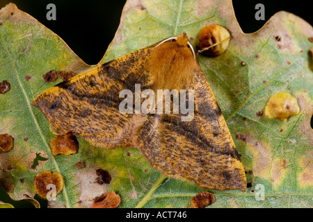 Altrosa Thorn (Ennomos Fuscantaria) ruht auf Eichenblatt Potton bedfordshire Stockfoto