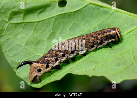 Convolvulus Hawk Moth Agrius Convolvuli Larven auf Feld Ackerwinde Potton bedfordshire Stockfoto