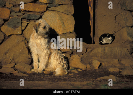 Hauskatze zusammengerollt in Tür und Hundesitting außerhalb Stein Gehöft Lesotho Stockfoto