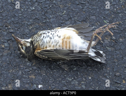 Toter Vogel auf Straße Stockfoto