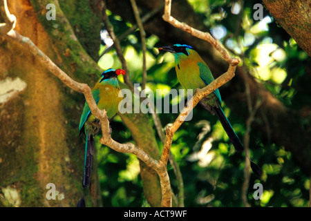 Zuchtpaar von blau-gekrönter Motmot Momotus Momota Monteverde Nebelwald bewahren, Costa Rica Stockfoto