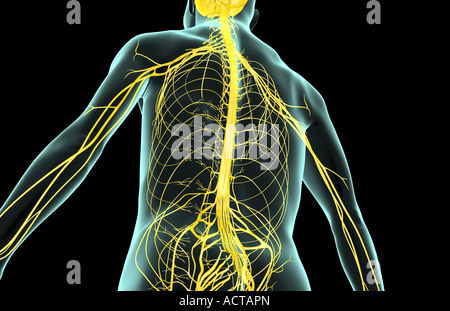 Die Nerven des Oberkörpers Stockfoto