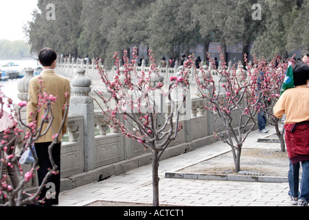 Bäume Knospen entlang im Sommerpalast in Peking, China Stockfoto