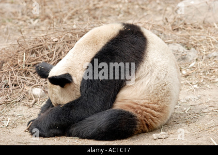 Schlafen in sitzender Position im Zoo in Peking, China Panda Stockfoto