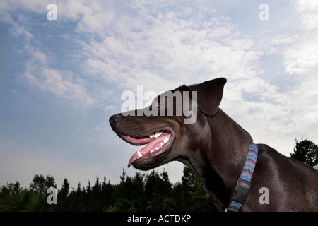 niedrigen Winkel Schuss Mischling Hund hecheln Stockfoto