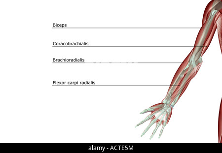 Oberen Extremität musculoskeleton Stockfoto