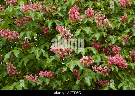 Kastanie Pferd rosa Stockfoto