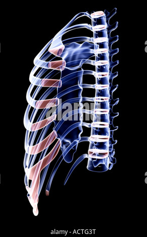 Das Brustbein Stockfoto