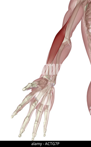 Brachioradialis Stockfoto