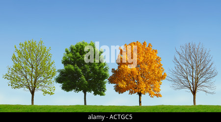 Baum 4 Jahreszeiten Baum 4 Jahreszeiten Stockfoto