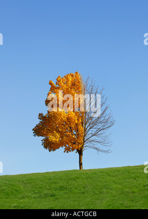 Jahreszeiten Jahreszeiten von Baum zu Baum Stockfoto