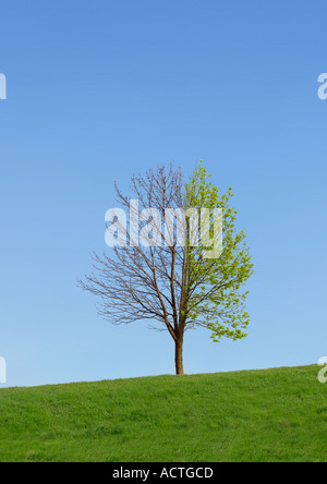 Jahreszeiten Jahreszeiten von Baum zu Baum Stockfoto