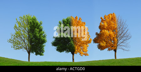 Baum 4 Jahreszeiten Baum 4 Jahreszeiten Stockfoto