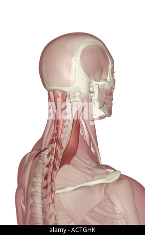 Muskulatur des Halses Stockfoto