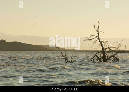 DIE SKELETTRESTE EINES TOTEN BAUMES STEHEN IN DER SALTONSEE SONNY BONO NATIONAL WILDLIFE REFUGE SOUTHERN CALIFORNIA Stockfoto