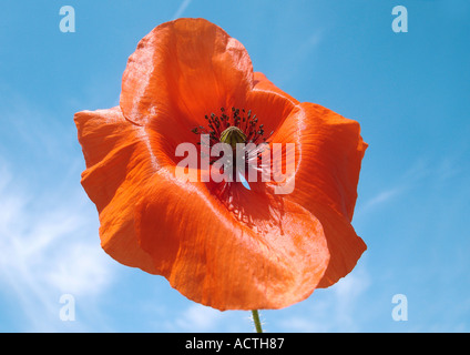 Poppys Mohnblumen Stockfoto