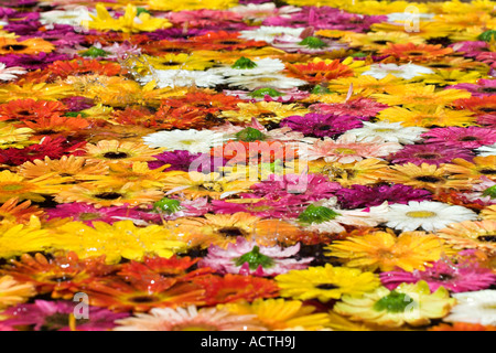 Blumentrinkbrunnen die Köpfe von Hunderten von Blumen schweben in einen Brunnen an das Blumenfest Infiorata Noto-Sizilien-Italien Stockfoto