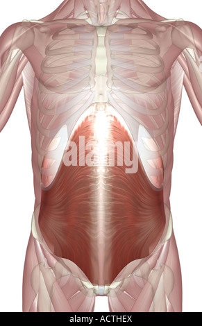 Transversus abdominis Stockfoto