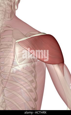 Musculus deltoideus Stockfoto