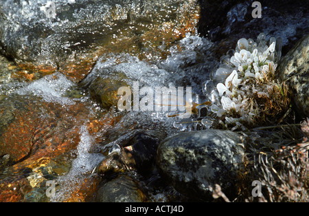 Am frühen Morgen frost und sprudelnden Gletscherwasser vom Khumbu-Gletscher im Sagarmatha Nationalpark Nepal Stockfoto