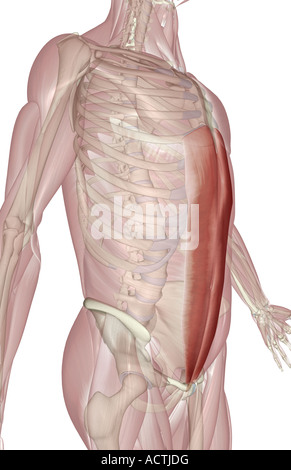 Rectus abdominis Stockfoto