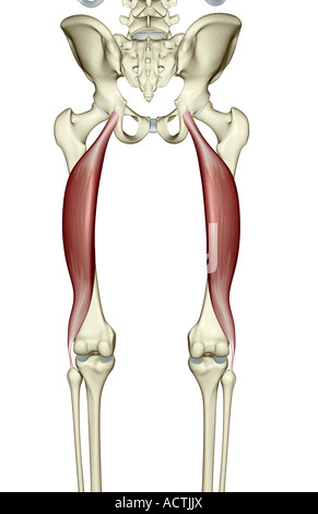 Bizeps femoris Stockfoto