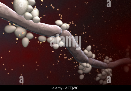 Candida albicans Stockfoto