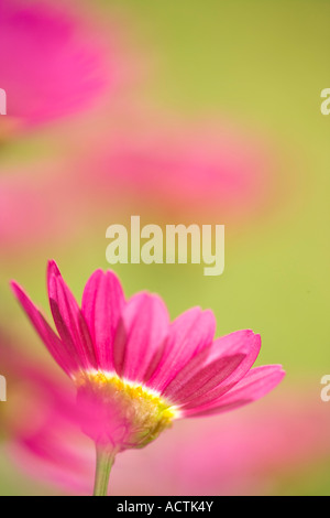 Rosa Marguerite Daisy Blumen 'Argyranthemum Frutescens' UK-Norfolk Stockfoto