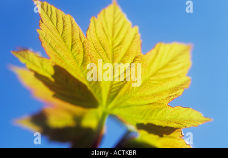 Hintergrundbeleuchtung, die frischen jungen grünen Frühling Blätter gefärbt mit rot oder Pink der Bergahorn oder Acer Pseudoplatanus Baum mit klaren, blauen Himmel Stockfoto