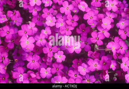 Nahaufnahme von Teppich aus winzigen lila Flowerheads mit gelben Staubgefäßen Aubretia oder Aubrieta oder Aubrietia Deltoidea oder Rock Cress Stockfoto