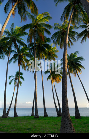 Königliche Kamehameha Palmenhain auf Molokai Hawaii bei Sonnenuntergang Stockfoto