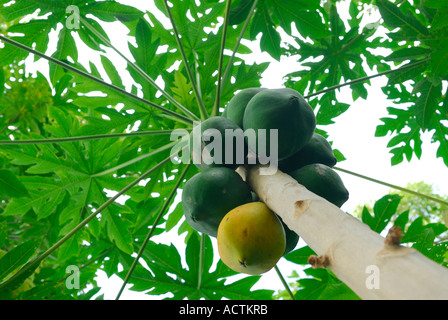 Weibliche Papaya-Baum mit Früchten in der Heiligen Kalanikaula Kukui Grove Molokai Hawaii Stockfoto