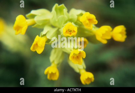 Nahaufnahme von Flowerhead bestehend aus gelben Röhrenblüten auf blass grün Dolde der Schlüsselblume oder Primula veris Stockfoto