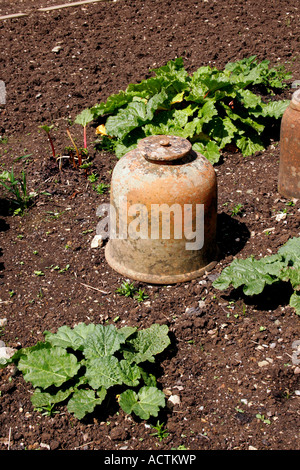 Viktorianische Rhabarber zwingen Gläser. Stockfoto