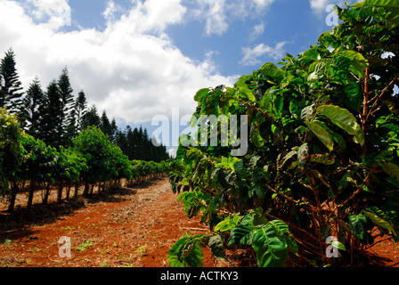 Unreifen Bohnen auf Zeilen von Kaffeepflanzen in roter Erde Mount Kamakou Plantage Molokai Hawaii Stockfoto