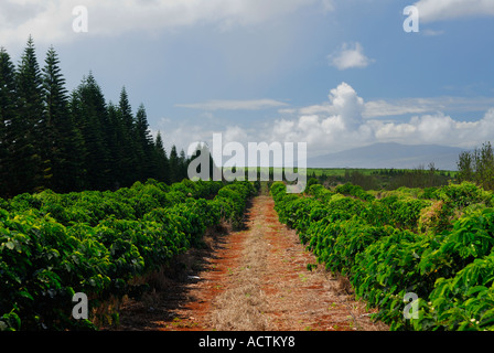 Hochland Blick auf Reihen von Arabica-Kaffee Pflanzen in roter Erde von Molokai Hawaii Stockfoto