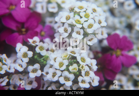 Nahaufnahme der Stiele der kleinen weißen Blüten mit gelben Staubgefäßen Alyssum Sweet oder Lobularia Maritima mit lila Aubretia Stockfoto