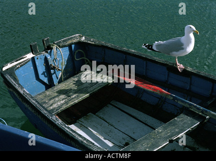 Eine Möwe wartet auf Touristen, etwas zu essen darauf zu werfen, in Mevagissey Cornwall, Südwestengland, Vereinigtes Königreich Stockfoto