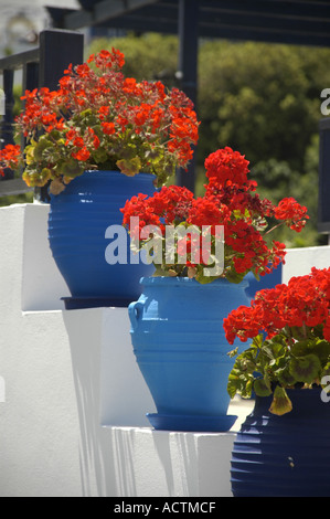 Weiße Treppe Taverne dekoriert Oromedon mit roten Blüten in blau Töpfen Zia Insel Kos Griechenland Stockfoto