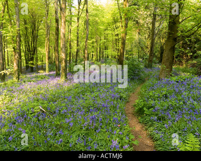 English bluebells in a Beech tree wood. Devon. UK Stockfoto