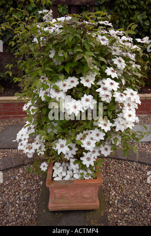 Weiße Clematis "Miss Bateman" wächst in einem großen quadratischen Terrakotta-Topf Stockfoto