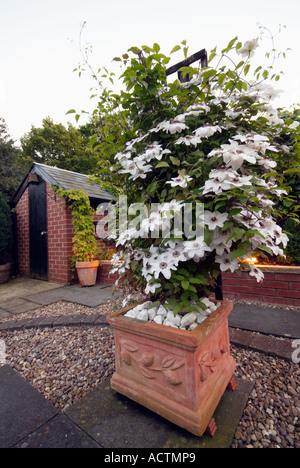 Weiße Clematis "Miss Bateman" wächst in einem großen quadratischen Terrakotta-Topf Stockfoto