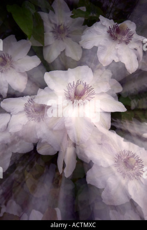 Miss Bateman Clematis Zoom-Effekte Stockfoto